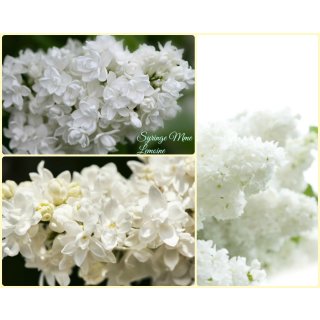 Edelflieder - Flieder- Syringa Mme Lemoine~ im großen Topf gewachsen in 40/60cm ~ gefüllte weiße Blüte mit Duft