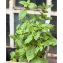 Thai Basilikum  mit leckeren Anisaroma ~ Frische...
