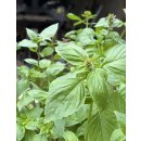 Thai Basilikum  mit leckeren Anisaroma ~ Frische...
