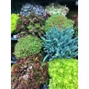 Fetthenne -Sedum Mix 8 Töpfe ~ tolle Stauden im...