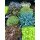 Fetthenne -Sedum Mix 8 Töpfe ~ tolle Stauden im großen Topf - jetzt Top~ pflegeleichte Gartendeko ~ Flowers