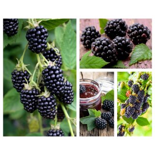 Brombeere Black Satin 60/100 im Topf ~ Dornlos! Ertragreich - aromatisch - lecker....