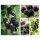 Brombeere Black Satin 60/100 im Topf ~ Dornlos! Ertragreich - aromatisch - lecker....