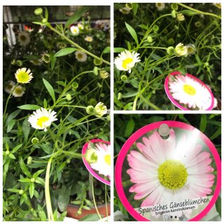 Spanisches Gänseblümchen im Topf knospig/blühend -  Flowerslove für den ganzen Sommer-  Cottagegarden