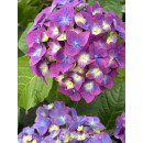 Hortensie Endless Summer " BloomStar  " -R- Ist...