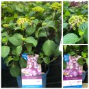 Hortensie Endless Summer " BloomStar  " -R- Ist...