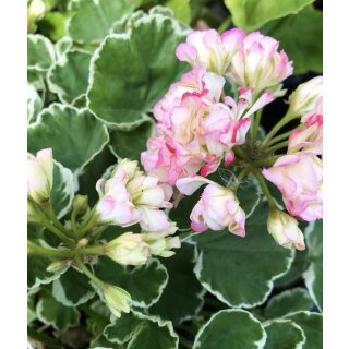 Dänische Geranie~ Pelargonium Prinsesse Sofia~ außergewöhnlicher  Sommerzauber