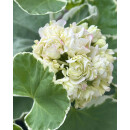 Dänische Geranie~ Pelargonium Prinsesse Sofia~ außergewöhnlicher  Sommerzauber