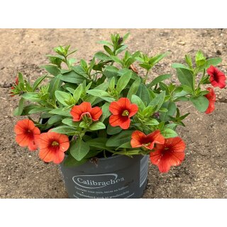 Millionbells /Zauberglöckchen orangene Blüte ~ jetzt knospig/blühend ~ wunderschöne Sommerbepflanzung