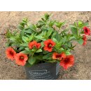 Millionbells /Zauberglöckchen orangene Blüte ~...