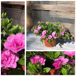 Millionbells rosa gefüllte Blüte ~ Zauberglöckchen~ jetzt knospig/blühend  ~ wunderschöne Sommerbepflanzung ~ Top Qualität