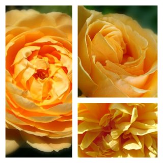 Englische Rose Golden Celebration ~ im großen 10 Liter Topf gewachsen~ Goldgelb & toller Duft