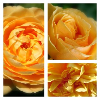 Englische Rose Golden Celebration ~ im großen XL 10 Liter Topf gewachsen~David Austin Goldgelb & toller Duft