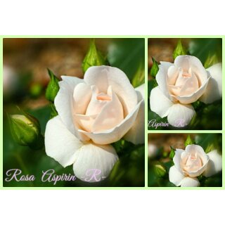 Bodendecker - Rose Aspirin -R-Stamm 60cm kräftige im Topf..ADR Rose ~ weißer Blütenzauber