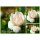 Stammrose- Rose Aspirin -R-Stamm 60cm kräftige im Topf..ADR Rose ~ weißer Blütenzauber