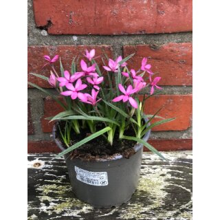 Sternchengras in Pink ~jetzt knospig/blühend~ zauberhaft für Garten und  Kübel