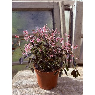 Schneezauber Shades in Pink in rosarot~ jetzt knospig/blühend~ Blütenzauber  bis zum Frost