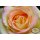 Edelrose Gloria Dei Peace ~ Starke im 5 Liter ~ Die wohl bekannteste Rose der Welt