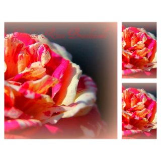 Rose Broceliande -R- im großen 5 Liter Topf~ außergewöhnliche Blüte mit tollen Duft