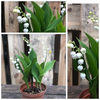 Maiglöckchen im Topf -Lily of the Valley..Duft -Staude ~ herrlich zum verwildern ~ Zur Zeit blühend ~ Flowers