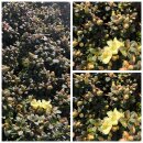 Rhododendron ludlowii Wren im großen Topf 20/25cm ~...