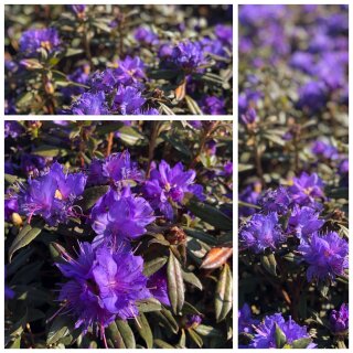 Rhododendron impeditum Azurika im Topf~ ausgezeichnete Zwergsorte mit toller Blütenfarbe ~