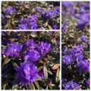 Rhododendron impeditum Azurika im Topf~ ausgezeichnete...