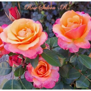 Rose Saloon -R- Farbschönheit für Garten oder Kübel ~ im großen XL Topf,  für kurze Zeit knospig/blühend
