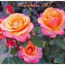 Rose Saloon -R- Farbschönheit für Garten oder...