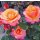Rose Saloon -R- Farbschönheit für Garten oder Kübel ~ im großen XL Topf,  für kurze Zeit knospig/blühend