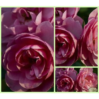 Beet - Rose Bonica 82 -R- kräftige im 4 Liter Topf ~ Rosalie´s Blütenzauber...
