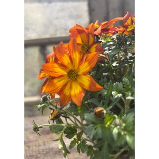 Bidens - Bee Dance - Goldmarie in orange ~ jetzt knospig/blühend~ üppig und farbenfroh durch den Sommer  Bienefreundlich