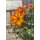Bidens - Bee Dance - Goldmarie in orange ~ jetzt knospig/blühend~ üppig und farbenfroh durch den Sommer  Bienefreundlich
