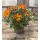 Bidens - Bee Dance - Goldmarie in orange ~ jetzt knospig/blühend~ üppig und farbenfroh durch den Sommer  Bienefreundlich