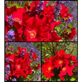 Alexander van Humboldt Rose -R- Bienenfreundliche Rose /Nektar Garten ~ wunderschöner trockenverträglicher & gesunder Dauerblüher