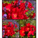 Alexander van Humboldt Rose -R- Bienenschwarm  Rose...