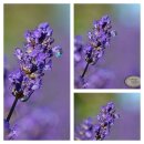 Lavendel Hidcote Blue ~jetzt knospig/blühend im...