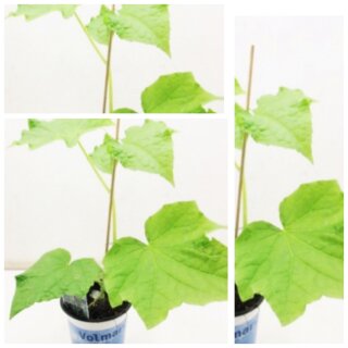 Veredelte Schlagengurke ~ Frische 1A Qualität ~ Gemüsegarten ~ hoher Ertrag