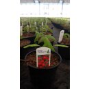 3 Töpfe ~Tomate Harzfeuer im großen 10cm Topf~ robuste, bewährte Sorte- Gemüseanbau, kräftige Gemüsejungpflanzen