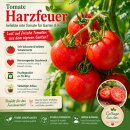 3 Töpfe ~Tomate Harzfeuer im großen 10cm Topf~ robuste, bewährte Sorte- Gemüseanbau, kräftige Gemüsejungpflanzen