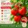 3 Töpfe ~Tomate Harzfeuer im großen 10cm Topf~ robuste, bewährte Sorte- Gemüseanbau, kräftige Gemüsejungpflanzen
