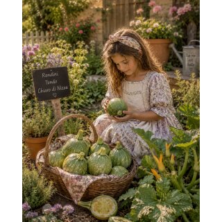 Zucchini Runde FruchtTondo Chiaro di Nizza-  Zucchinijungpflanze im Topf ~italienischer Gemüsezauber aus dem Cottage Garden-super zum befüllen/besonders