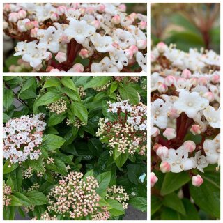 Viburnum Tinus Purpureum jetzt knospig/blühend~ Mittelmeer Schneeball ~ großer Topf