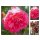 Rose Rosarium Uetersen -R-  im großen 10 Liter Topf gewachsen~ eine überzeugend zauberhafte Kletterrose