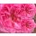 Englische Rose Princess Anne -R-  im großen 10 Liter Topf~ Liebreizende Blüten mit Duft