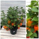 Physalis / Lampionblume ~ im großen 3 Liter XL Topf...