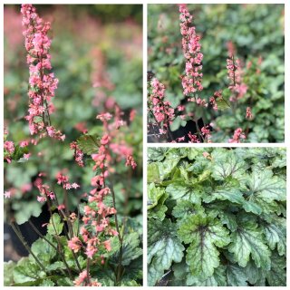 Purpurglöckchen Paris (Heuchera) im 3 Liter XL Topf – immergrüne Blattschmuckstaude mit silbrigem Blätterkleid
