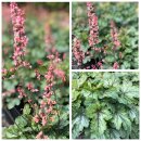 Heuchera Paris~Purpurglöckchen ~ im großen XL...