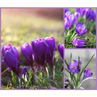 3 Töpfe Krokus violett ~ im Topf gewachsen~ sei Dank...die Welt wird wieder bunt...