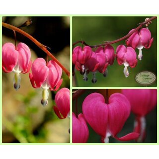 Tränendes Herz im großen Topf~Dicentra~ Herzen im Bauerngartenlook!